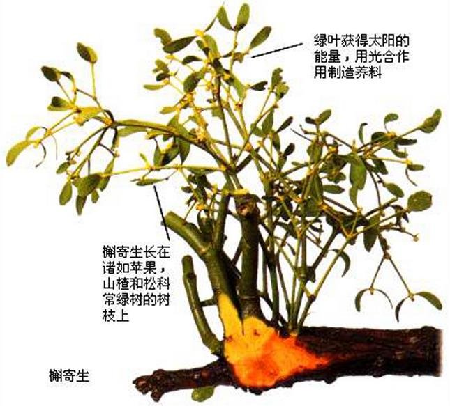 懈寄生是什么，是干什么用的