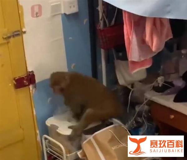 猴子闯入女生寝室大闹天宫 这是咋情况？