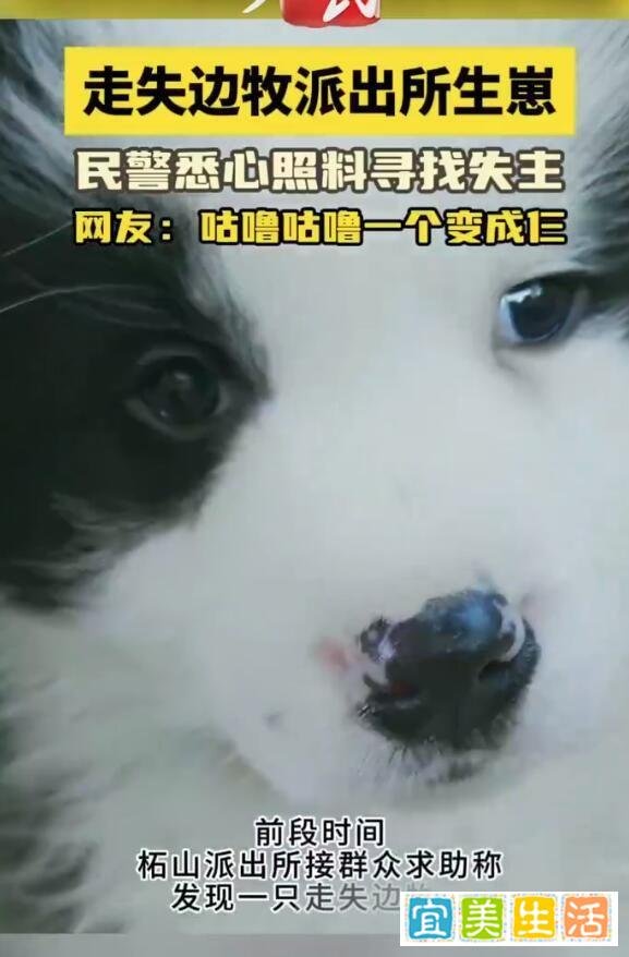 1只边牧被救咕噜咕噜变3只