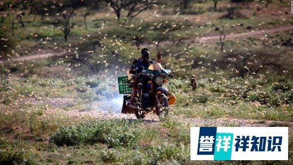 6只长颈鹿螺旋状死在地上,210万人被牵连,肯尼亚为何如此干旱?