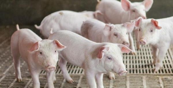 女子花10万云养猪生重病难退钱 女子花10万云养猪血本无归