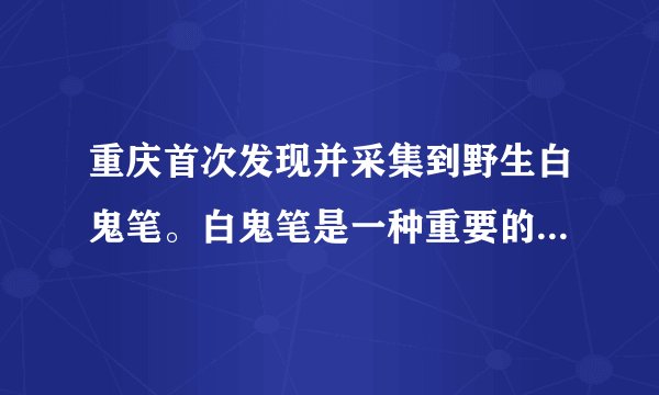 重庆首次发现并采集到野生白鬼笔。白鬼笔是一种重要的药食两用菌。