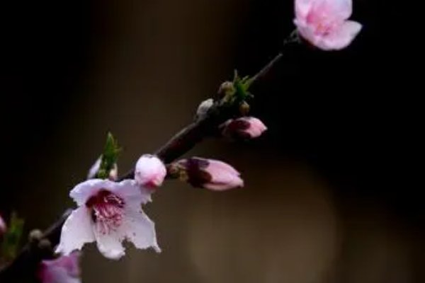 凌晨三点钟看到海棠花未眠的下一句是什么