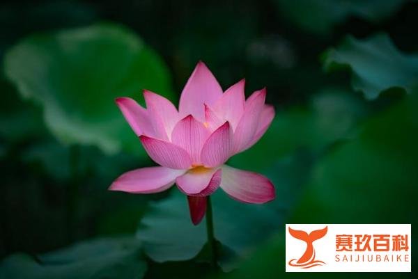 拜登北约失言！泽连斯基成普京？背后原因揭秘