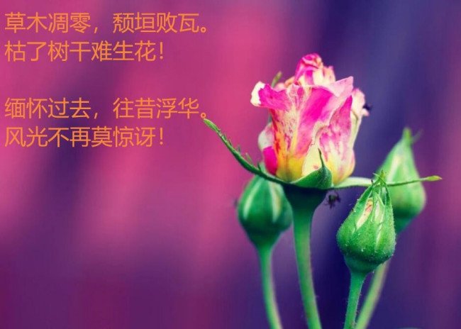 凋零颓垣败瓦什么意思，什么意思啊？