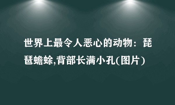 世界上最令人恶心的动物：琵琶蟾蜍,背部长满小孔(图片)