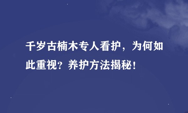 千岁古楠木专人看护，为何如此重视？养护方法揭秘！
