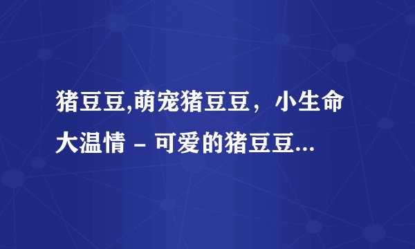 猪豆豆,萌宠猪豆豆，小生命大温情 - 可爱的猪豆豆充满温情