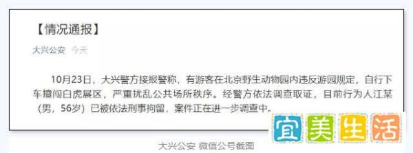 北京游客违规下车与虎群对峙被刑拘是怎么回事?