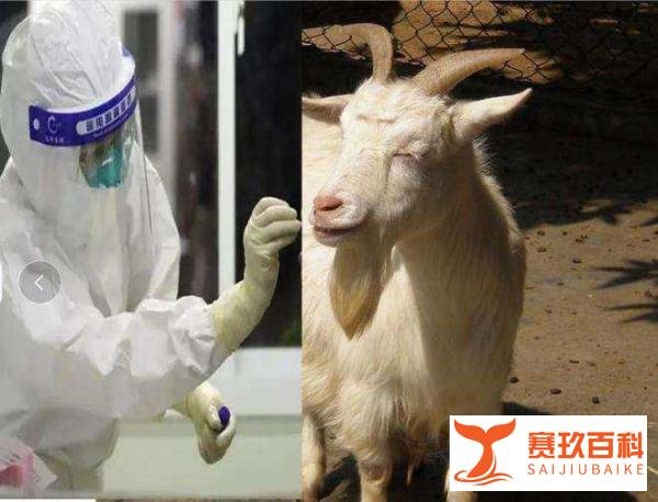 “给羊做核酸”荒唐案，今日公开开庭审理