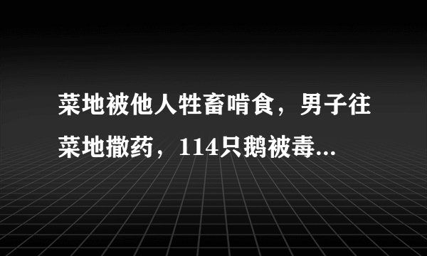 菜地被他人牲畜啃食，男子往菜地撒药，114只鹅被毒死，男子被判刑
