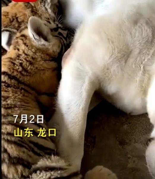 母虎不喂养小老虎 狗狗成奶妈 这是咋情况？