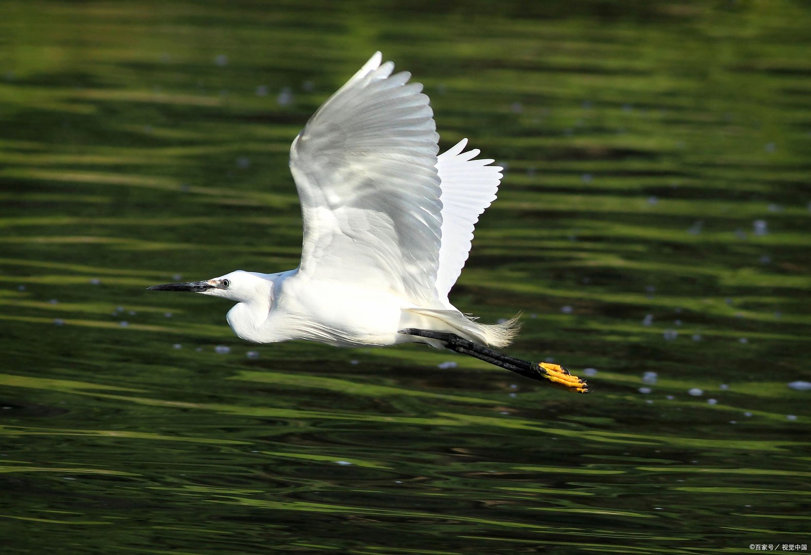 农村白鹭可以吃吗