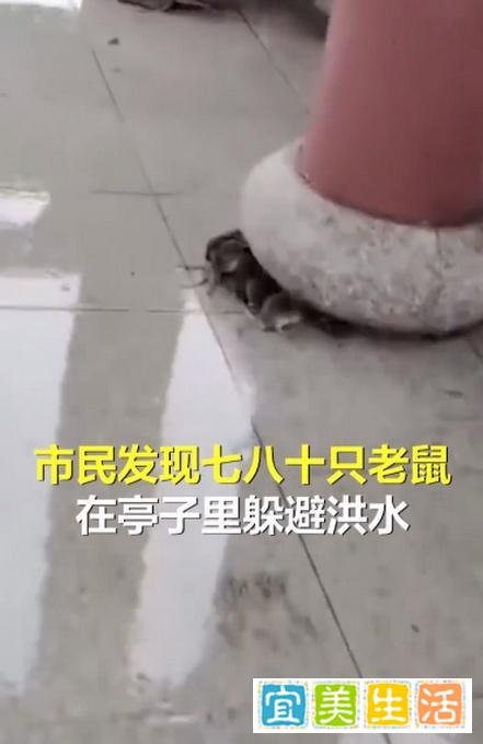江西消防：近百只老鼠凉亭躲雨
