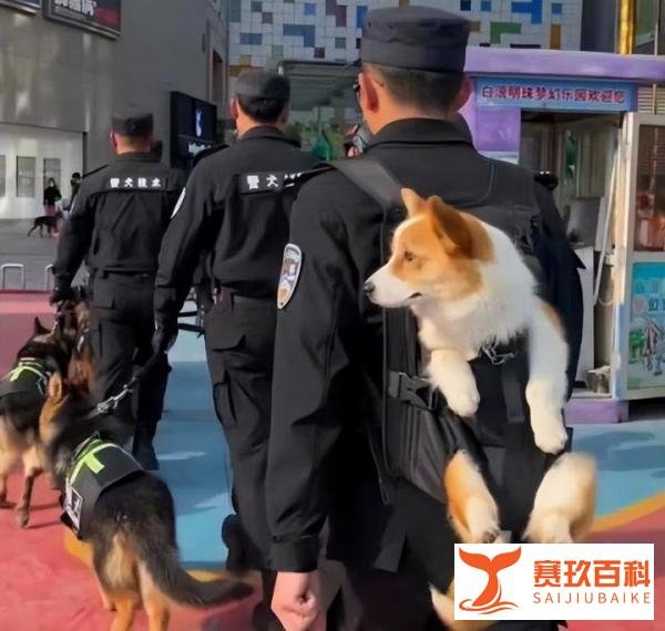 柯基考上山东公务员了：全国第一只带编制的柯基