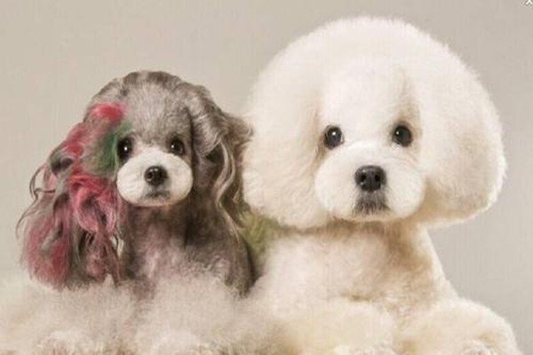 宠物美容师培训学校