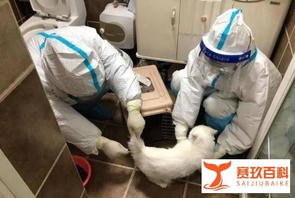 上海一家中柯基因无狗粮喂食被放养后被当街打死，隔离期间宠物怎么办？