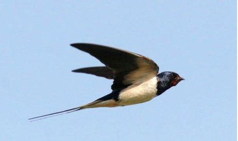 “横掠”是什么意思？