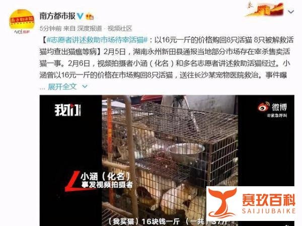 8只市场待宰活猫 被解救后查出猫瘟