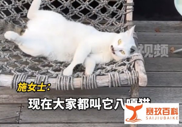 女子投喂流浪猫1年，猫咪赠仓鼠作为回报