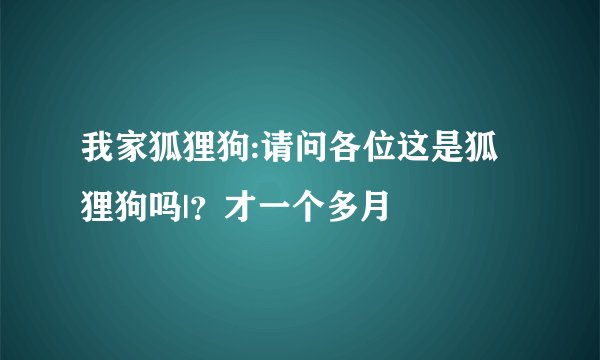 我家狐狸狗:请问各位这是狐狸狗吗|？才一个多月