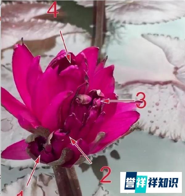 广州莲花山首次发现四蒂莲,名为“红色火焰”,此地曾现七蒂莲!