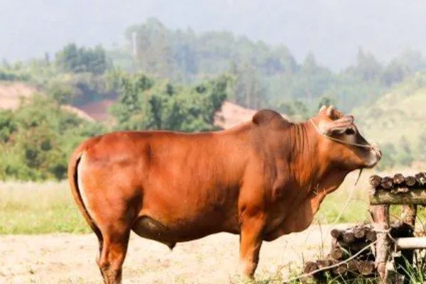 鸡口牛后什么生肖