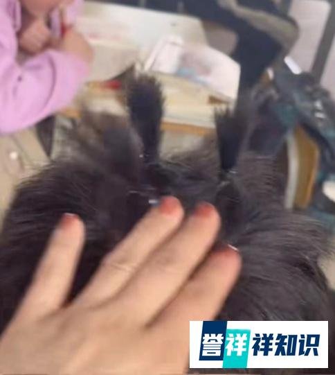 小学生继盘串后又流行起盘头