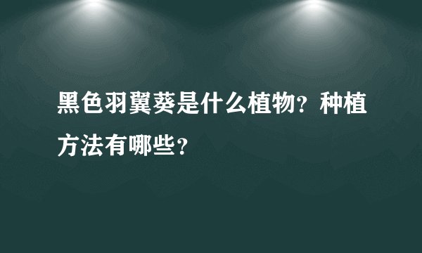 黑色羽翼葵是什么植物？种植方法有哪些？