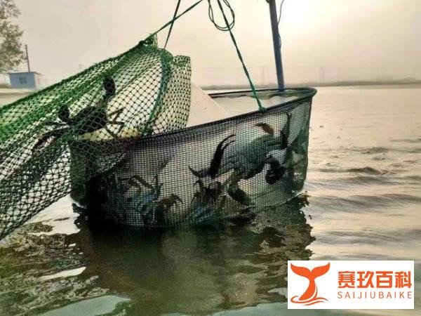阳澄湖大闸蟹热瘦了 价格暴涨40%
