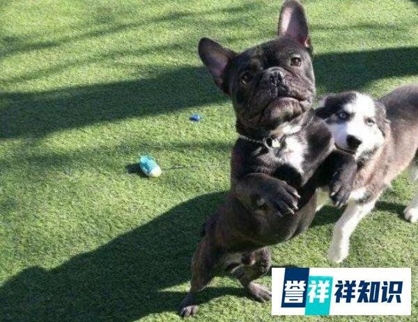 女网红殴打孕妇事件：狗永远是狗，可人有时候却不是人！