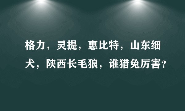 格力，灵提，惠比特，山东细犬，陕西长毛狼，谁猎兔厉害？