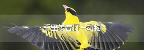 千里传音打一动物