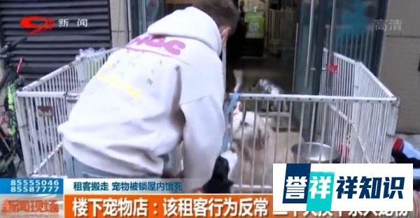 希望的曙光！3月1日起，湖北省遗弃饲养犬最高罚款5000元！