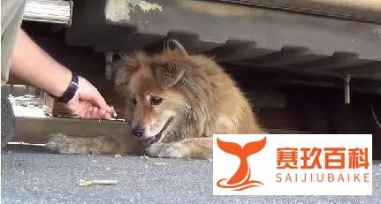 【萌宠】我愿意在这等你十年！只为你