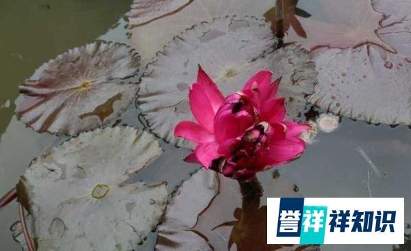 广州莲花山首次发现四蒂莲，名为“红色火焰”，此地曾现七蒂莲！