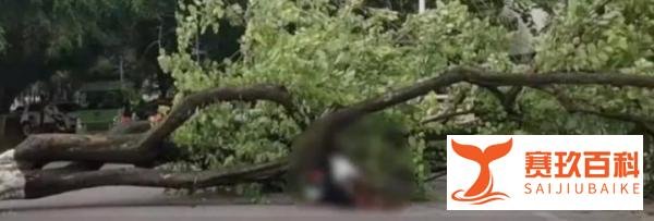 广西大学大树倾倒教师疑被砸身亡，学校回应：确有此事，正在处理