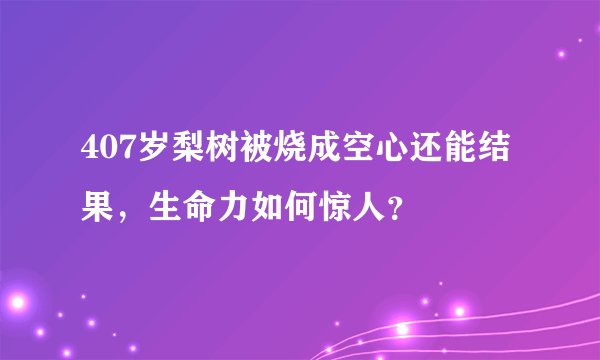407岁梨树被烧成空心还能结果，生命力如何惊人？