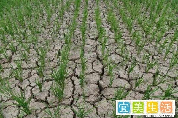 大旱会影响粮价、菜价上张吗？