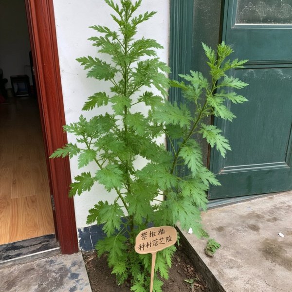 艾草为啥不能种在家门口