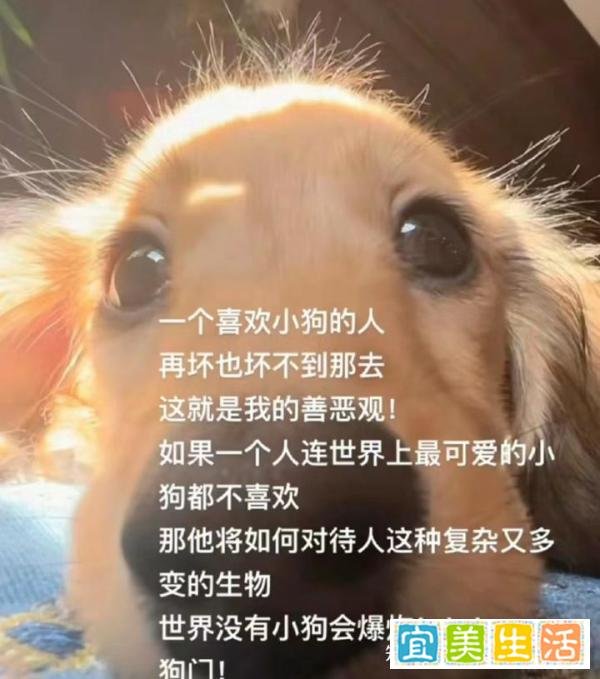 25汉硕|“麦门”“猫门”——浅析“X门”现象