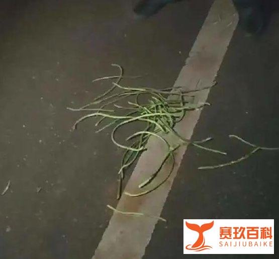 公务员和教师深夜偷豆角！“铁饭碗”还能能保住吗？