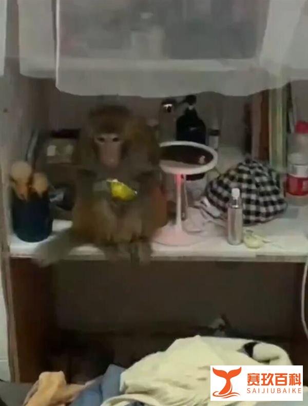 猴子闯入女生寝室大闹天宫 这是咋情况？