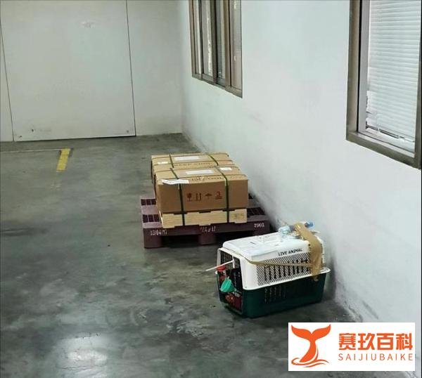 李紫婷爱犬托运过程死亡,在机场痛哭八小时,泰航回应:正在调查