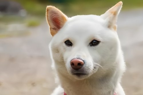 丰山犬一般多少钱一只