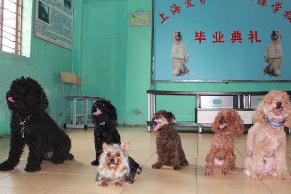 爆火的宠物学校靠谱吗