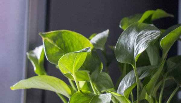 绿色植物的作用