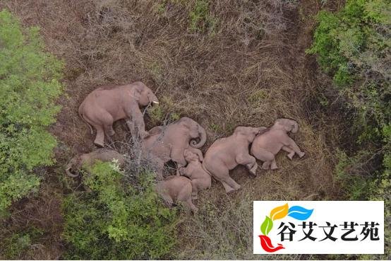 民航联盟：我要回家！云南象群向南迁移返回峨山