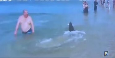 海豹穿梭人群捕鱼是什么情况？