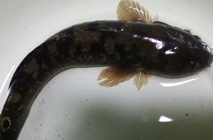 蟹虎鱼多少钱1斤啊